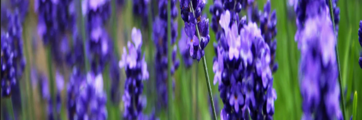 image-rencontre-femme-cougar-grasse.webp Image Rencontre femme cougar Grasse