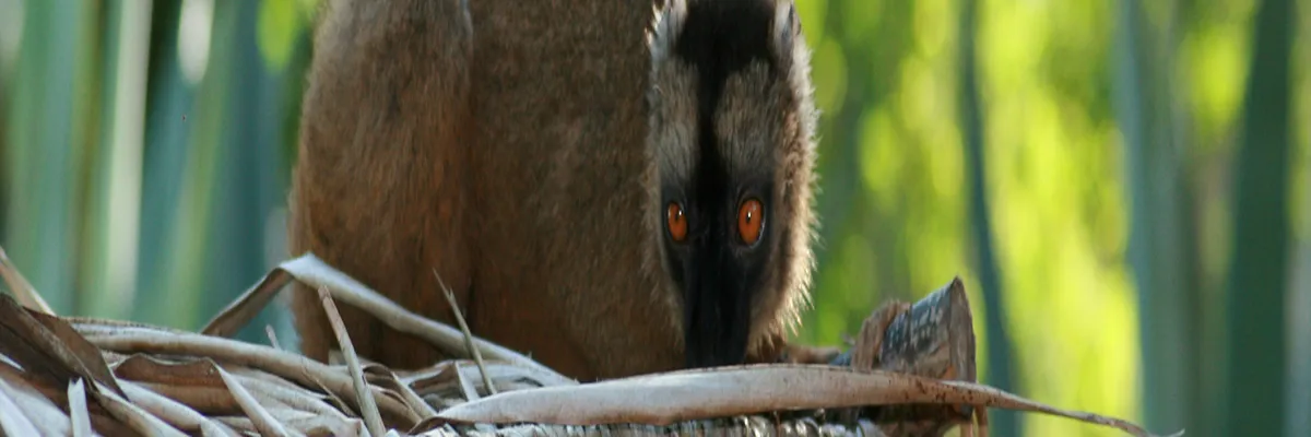 Image Rencontre femme cougar Mayotte