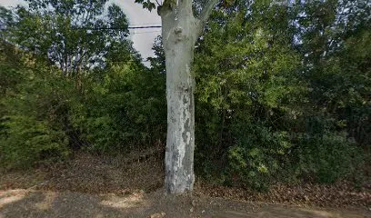 Image de BAR LE SAINT TROP