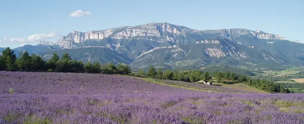 Les Cougars Rencontre femme cougar Drôme